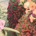 『 °*• ❀ •*°The Garden - wlw°*• ❀ •*°』