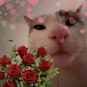 𓍢ִ໋ 💝🌹🎀ᰔᩚ LilyLikes ~ Happy Valentines! Discord server icon