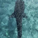 The depths
