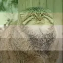 Jaromantic Pallas Cats of '29