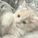 𓂃◞ ⊹. Mikio Daisies ꪆৎ ⊹. Discord server icon