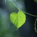 Ivy's Secret Garden