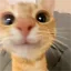 cat cat cat cat cat cat cta c at