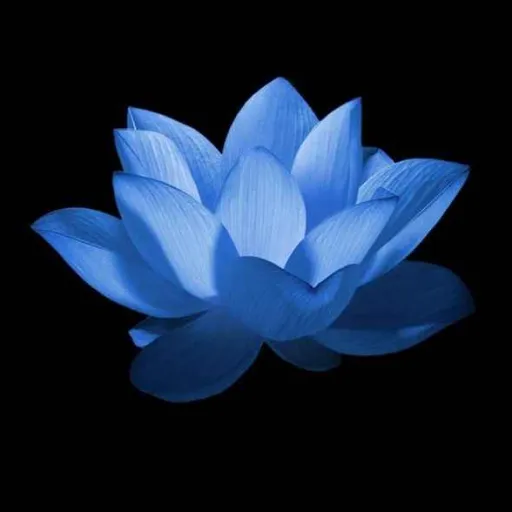 🪷 Blue Lotus | Minecraft server Java + Bedrock 🪷 — моніторинг Discord сервера, статистика та рейтинг