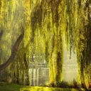 Whispering Willow Riding Academy