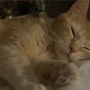 𝕊𝕡𝕙𝕚𝕟𝕩 Discord server icon