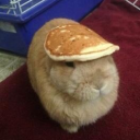 usagishima 🥕 Discord server icon