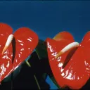 The Heart Course