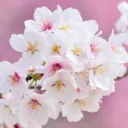 RJM Japanese Music Discord Server Icon