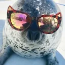 sealtwt hangout