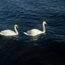 tc