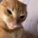 🐈 Cat Folder | Cats Server