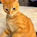 Elf's Cat Folder | Cats Server avatar