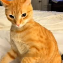 Discovery icon for Elf's Cat World | Cats Server Discord server