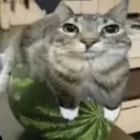 Michowo