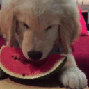 Huerto de Sandía 2.0 🍉