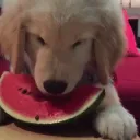 Huerto de Sandía 2.0 🍉