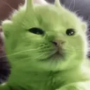 ♯  catnip