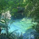 ~ Mythical Forest ~