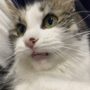 Cat's Hangout icon