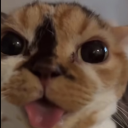 Cat's Hangout icon