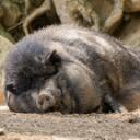 Porky's Pen Discord Server Icon