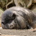 Porky's Pen