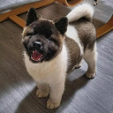 🦴◟THE KENNELS !! 🐾