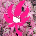 Kawaii Kush Klub