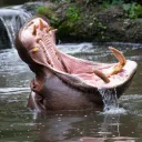 hippopotamus