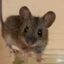 the mouse corner 🐭