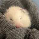 🐹 The Hamster Ball 🐹
