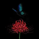 Spider Lily
