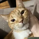 kyocord