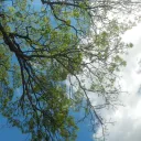 Under Acacia Bough || TF2 RP