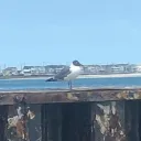 bird stuff