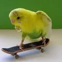 Bird's Server