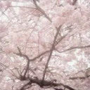 ℬ𝓁𝑜𝓈𝓈𝑜𝓂 𝐋𝐀𝐁𝐄𝐋𝐒 ๋ ࣭ 🌸