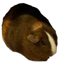 AmandaExpress