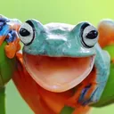 The Frog Colony