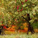 Ahpul Orchard