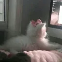 vıttu meoɯ discord icon