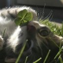 ! Divine Darkness  𑣲⋆ Discord server icon