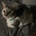 𝙏𝙝𝙚 𝙘𝙖𝙩 𝙘𝙖𝙛𝙚 !!