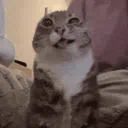 La Cueva de los Gatos & Wombats Degenerados