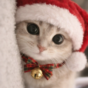 🐈𝗖𝘂𝘁𝗲 𝗸𝗶𝘁𝘁𝘆 𝘀𝘁𝗮𝘁𝗶𝗼𝗻🐈