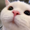 🐈𝗖𝘂𝘁𝗲 𝗸𝗶𝘁𝘁𝘆 𝘀𝘁𝗮𝘁𝗶𝗼𝗻🐈