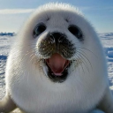 Sealtastic Arctic Discord server icon