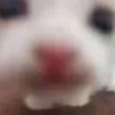 🐺謝爾的神秘小窩