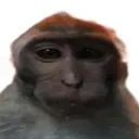 Gomzeli